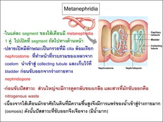 Metanephridia

-ในแต่ ละ segment ของไส้ เดือนมี metanephridia
 1 คู่ ไปเปิ ดที่ segment ถัดไปทางด้ านหน้ า
-ปลายเปิ ดมีลักษณะเป็ นกรวยที่มี cilia ล้ อมเรียก
 nephrostome ที่ทาหน้ าที่รวบรวมของเหลวจาก
 coelom นาเข้ าสู่ collecting tubule และเก็บไว้ ท่ ี
 bladder ก่ อนขับออกจากร่ างกายทาง
 nephridiopore
-ก่ อนขับปั สสาวะ ส่ วนใหญ่ จะมีการดูดกลับของเกลือ และสารที่มักขับออกคือ
 nitrogenous waste
-เนื่ องจากไส้ เดือนมักอาศัยในดินที่มความชืนสูงจึงมีการแพร่ ของนาเข้ าสู่ร่างกายมาก
                                     ี     ้                    ้
 (osmosis) ดังนันปั สสาวะที่ขับออกจึงเจือจาง (มีนามาก)
                  ้                               ้
 