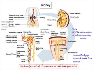 Kidney


มีกล้ ามเนื ้อหู
รูดระหว่าง
urethraและ
bladder                              พบเฉพาะสัตว์                 ในคน
                                     เลี ้ยงลูกด้ วยนม            80%เป็ น cortical nephron
                                     และนก                        20% เป็ น juxtamedullary
                                                                            nephron




                                                                   Capillary ที่ไตมีรูพรุ น
                                                                   ประกอบด้ วยเซลล์ เรียก
                                                                   podocyte
                   Nephron(หน่ วยไต) เป็ นหน่ วยทางานที่เล็กที่สุดของไต
 