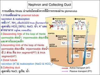 Nephron and Collecting Duct
 การเคลื่อน filtrate ผ่ านท่ อไตหลังจากที่มีการกรองผ่ าน glomerulus
1.การเคลื่ อนผ่ าน proximal tubule
-secretion & reabsorption
-หลั่ ง H+, NH3 (เพื่อปรับไม่ ให้ filtrate เป็ นกรดมากไป)
-ดูดกลับ HCO3-(90%), NaCl, นา, K+ และ       ้
สารอาหาร (กลูโคส, กรดอะมิโน)
2.Descending limb of the loop of Henle
-permeable ต่ อนา, impermeable ต่ อเกลือ
                     ้
และสารโมเลกุลเล็ก
3.Ascending limb of the loop of Henle
-permeable ต่ อเกลือ impermeable ต่ อนา                 ้
-มี 2 ส่ วน คือ thin segment(PT) & thick
 segment(AT)
4.Distal tubule
-secretion (K+)& reabsorption (NaCl & HCO3-)
5.Collecting duct                                            Active transport (AT)
-ดูดกลับ NaCl, ยูเรีย, นา      ้                             Passive transport (PT)
 