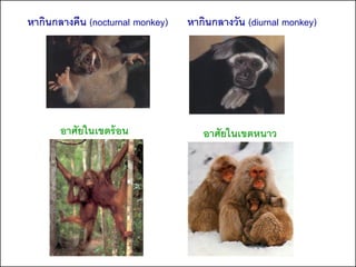 หากินกลางคืน (nocturnal monkey)   หากินกลางวัน (diurnal monkey)




       อาศัยในเขตร้ อน               อาศัยในเขตหนาว
 