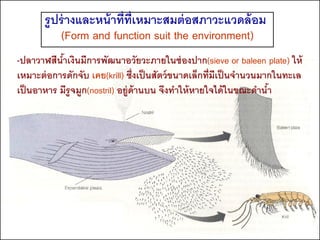 รูปร่ างและหน้ าที่ท่ เหมาะสมต่ อสภาวะแวดล้ อม
                             ี
           (Form and function suit the environment)
-ปลาวาฬสีนาเงินมีการพัฒนาอวัยวะภายในช่ องปาก(sieve or baleen plate) ให้
            ้
เหมาะต่ อการดักจับ เคย(krill) ซึ่งเป็ นสัตว์ ขนาดเล็กที่มีเป็ นจานวนมากในทะเล
เป็ นอาหาร มีรูจมูก(nostril) อยู่ด้านบน จึงทาให้ หายใจได้ ในขณะดานา   ้
 