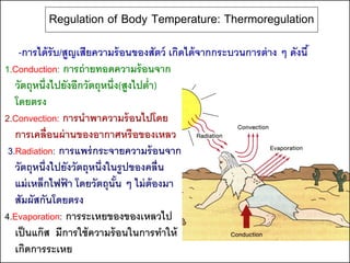 Regulation of Body Temperature: Thermoregulation
    -การได้ รับ/สูญเสียความร้ อนของสัตว์ เกิดได้ จากกระบวนการต่ าง ๆ ดังนี ้
1.Conduction: การถ่ ายทอดความร้ อนจาก
   วัตถุหนึ่งไปยังอีกวัตถุหนึ่ง(สูงไปต่า)
   โดยตรง
2.Convection: การนาพาความร้ อนไปโดย
   การเคลื่อนผ่ านของอากาศหรือของเหลว
 3.Radiation: การแพร่ กระจายความร้ อนจาก
   วัตถุหนึ่งไปยังวัตถุหนึ่งในรูปของคลื่น
   แม่ เหล็กไฟฟา โดยวัตถุนัน ๆ ไม่ ต้องมา
                ้             ้
   สัมผัสกันโดยตรง
4.Evaporation: การระเหยของของเหลวไป
   เป็ นแก๊ ส มีการใช้ ความร้ อนในการทาให้
   เกิดการระเหย
 