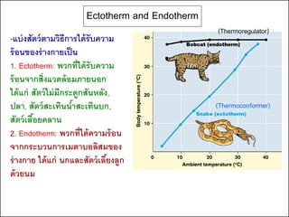 Ectotherm and Endotherm
                                                  (Thermoregulator)
-แบ่ งสัตว์ ตามวิธีการได้ รับความ
ร้ อนของร่ างกายเป็ น
1. Ectotherm: พวกที่ได้ รับความ
ร้ อนจากสิ่งแวดล้ อมภายนอก
ได้ แก่ สัตว์ ไม่ มีกระดูกสันหลัง,
ปลา, สัตว์ สะเทินนาสะเทินบก,
                       ้                          (Thermoconformer)
สัตว์ เลือยคลาน
         ้
2. Endotherm: พวกที่ได้ ความร้ อน
จากกระบวนการเมตาบอลิสมของ
ร่ างกาย ได้ แก่ นกและสัตว์ เลียงลูก
                                 ้
ด้ วยนม
 