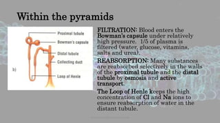 Within the pyramids
FILTRATION: Blood enters the
Bowman’s capsule under relatively
high pressure. 1/5 of plasma is
filtered (water, glucose, vitamins,
salts and urea).
REABSORPTION: Many substances
are reabsorbed selectively in the walls
of the proximal tubule and the distal
tubule by osmosis and active
transport.
The Loop of Henle keeps the high
concentration of Cl and Na ions to
ensure reabsorption of water in the
distant tubule.
www.naturalbornscientist.com
 