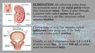ELIMINATION: All collecting tubes from
the pyramids meet at the renal pelvis where
they transport urine. Then, it goes through
a narrow tube called ureter that goes
downwards to a sac-like structure called
urinary bladder.
Contractions of ring-like muscles called
sphincters force urine out of the body
through a tube called urethra.
Usually an adult eliminates from 1.5 to 2.3 L
of urine every day. At least 500 mL of urine
must be eliminated daily.
www.naturalbornscientist.com
 