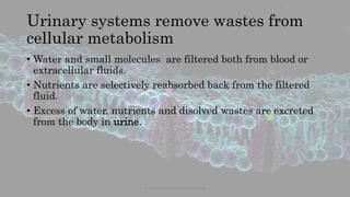 Urinary systems remove wastes from
cellular metabolism
• Water and small molecules are filtered both from blood or
extracellular fluids.
• Nutrients are selectively reabsorbed back from the filtered
fluid.
• Excess of water, nutrients and disolved wastes are excreted
from the body in urine.
www.naturalbornscientist.com
 
