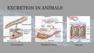 EXCRETION IN ANIMALS
www.naturalbornscientist.com
Protonephridia Malphigian tubules Nephridia
 