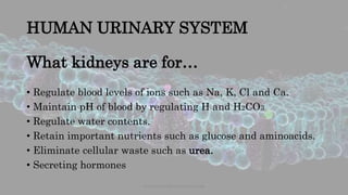 HUMAN URINARY SYSTEM
What kidneys are for…
• Regulate blood levels of ions such as Na, K, Cl and Ca.
• Maintain pH of blood by regulating H and H2CO3
• Regulate water contents.
• Retain important nutrients such as glucose and aminoacids.
• Eliminate cellular waste such as urea.
• Secreting hormones
www.naturalbornscientist.com
 