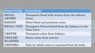 STRUCTURE FUNCTION
RENAL
ARTERY
Transports blood with wastes from the inferior
Aorta.
KIDNEY Filter blood and produces urine.
RENAL VEIN Transports filtered blood from the kidneys to the
Vena Cava.
URETER Transports urine from kidneys.
URINARY
BLADDER
Stores urine from ureters.
URETHRA Tube by which urine is expulsed from the body.
www.naturalbornscientist.com
 