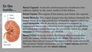 In the
inside…
Renal Capsule: A smooth semitransparent membrane that
adheres tightly to the outer surface of the kidney.
Renal Cortex: The region of the kidney just below the capsule.
Renal Medulla: The region deeper into the kidney, beneath the
cortex layer. It is segregated into triangular regions called the
renal pyramids, which should be striated (or striped) in
appearance due to the collecting ducts running through them,
and columnar regions between the pyramids called the renal
columns in which arteries are located.
Renal Pelvis: A cavity within the kidney that is continuous
with the ureter, which exits from the hilus. The pelvis has
portions that extend towards the apexes of the renal pyramids.
The primary (large) extensions are the major calyces and the
smaller extensions are the minor calyces.
www.naturalbornscientist.com
 