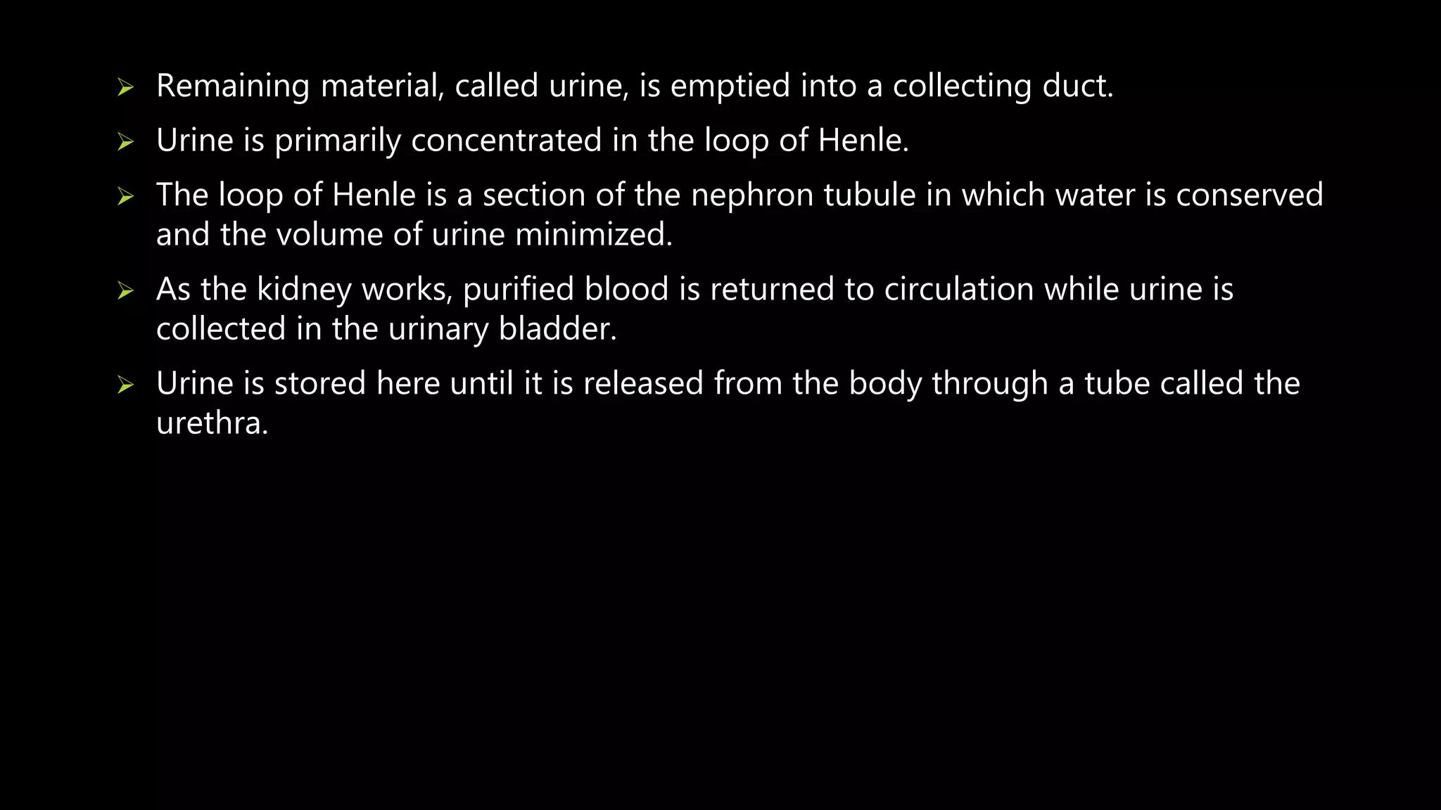  Remaining material, called urine, is emptied into a collecting duct.
 Urine is primarily concentrated in the loop of Henle.
 The loop of Henle is a section of the nephron tubule in which water is conserved
and the volume of urine minimized.
 As the kidney works, purified blood is returned to circulation while urine is
collected in the urinary bladder.
 Urine is stored here until it is released from the body through a tube called the
urethra.
 