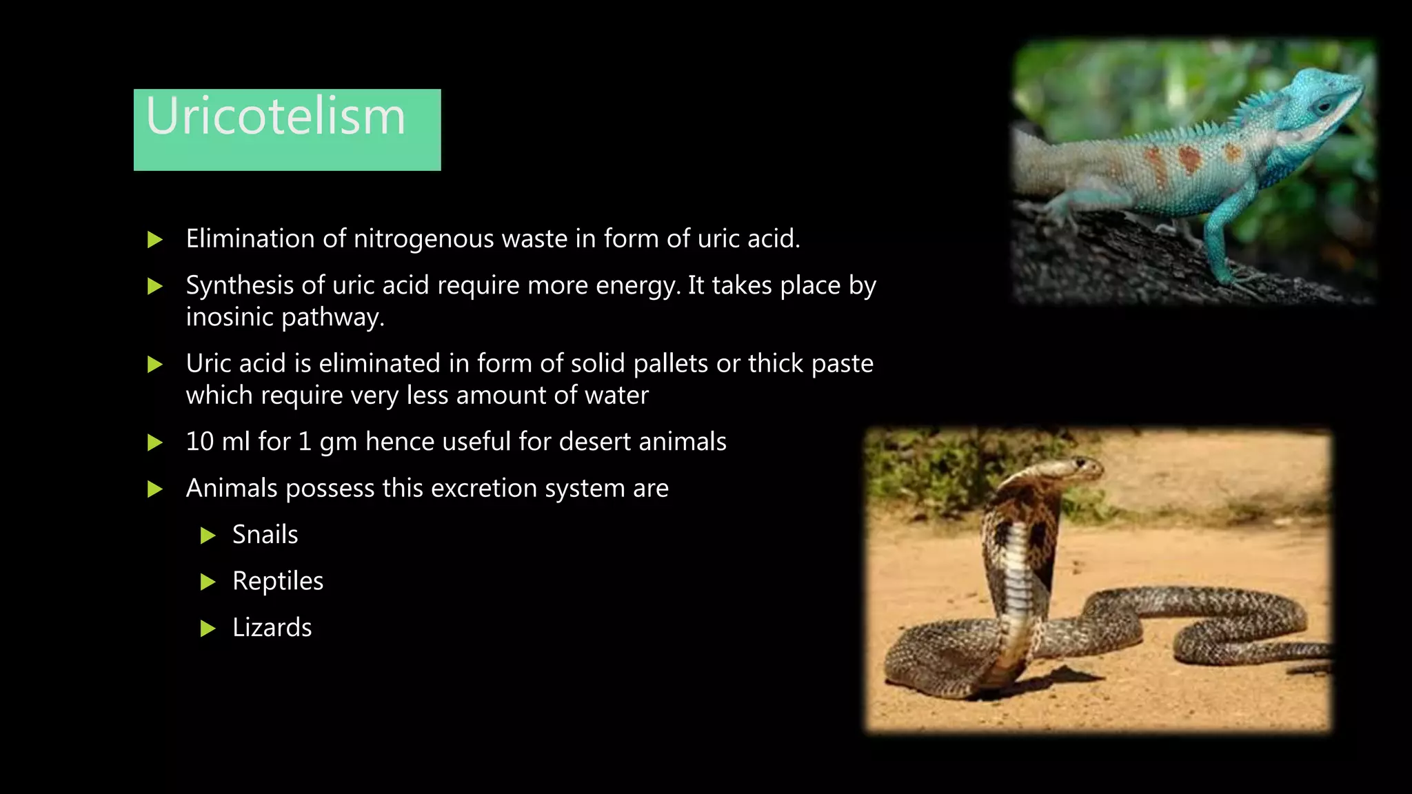 Uricotelism
 Elimination of nitrogenous waste in form of uric acid.
 Synthesis of uric acid require more energy. It takes place by
inosinic pathway.
 Uric acid is eliminated in form of solid pallets or thick paste
which require very less amount of water
 10 ml for 1 gm hence useful for desert animals
 Animals possess this excretion system are
 Snails
 Reptiles
 Lizards
 