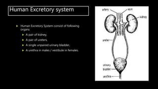 Human Excretory system
 Human Excretory System consist of following
organs
 A pair of kidney,
 A pair of ureters,
 A single unpaired urinary bladder,
 A urethra in males / vestibule in females.
 