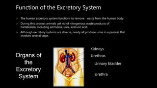 Function of the Excretory System
 The human excretory system functions to remove waste from the human body.
 During this process animals get rid of nitrogenous waste products of
metabolism, including ammonia, urea, and uric acid.
 Although excretory systems are diverse, nearly all produce urine in a process that
involves several steps.
Kidneys
Urethras
Urinary bladder
Urethra
Organs of
the
Excretory
System
 