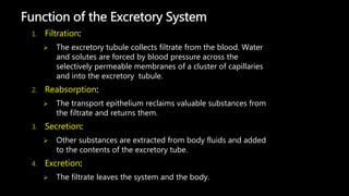 1. Filtration:
 The excretory tubule collects filtrate from the blood. Water
and solutes are forced by blood pressure across the
selectively permeable membranes of a cluster of capillaries
and into the excretory tubule.
2. Reabsorption:
 The transport epithelium reclaims valuable substances from
the filtrate and returns them.
3. Secretion:
 Other substances are extracted from body fluids and added
to the contents of the excretory tube.
4. Excretion:
 The filtrate leaves the system and the body.
Function of the Excretory System
 