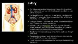  The kidneys are two bean-shaped organs about five-inches long,
three-inches wide and one-inch thick located in your back on each
side of your spine.
 Each kidney is about the size of a fist and weighs from four to six
ounces. They are situated above your waist, with the left kidney a
little higher and a little larger.
 The right kidney is a little lower and smaller to make room for the
liver. The lower ribs protect your kidneys.
 Inside the kidneys are nephrons. These are tiny units where the
filtering of excess fluids and dissolved particles occurs. There are
between 1 and 1.3 million nephrons in each kidney.
 Blood enters the kidneys through renal arteries and leaves through
renal veins.
 Tubes called ureters carry waste products from the kidneys to the
urinary bladder for storage or for release.
 During urination, urine is expelled from the urinary bladder through
the urethra.
Kidney
 