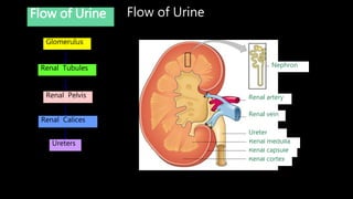 Flow of UrineFlow of Urine
Glomerulus
Renal Tubules
Renal Pelvis
Renal Calices
Ureters
Renal cortex
Renal capsule
Renal medulla
Ureter
Renal vein
Renal artery
Nephron
 
