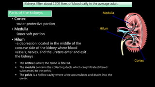 Kidneys filter about 1700 liters of blood daily in the average adult.
Parts of the kidneys
• Cortex
-outer protective portion
• Medulla
-inner soft portion
• Hilum
-a depression located in the middle of the
concave side of the kidney where blood
vessels, nerves, and the ureters enter and exit
the kidneys
Cortex
Medulla
Hilum
 The cortex is where the blood is filtered.
 The medulla contains the collecting ducts which carry filtrate (filtered
substances) to the pelvis.
 The pelvis is a hollow cavity where urine accumulates and drains into the
ureter.
 