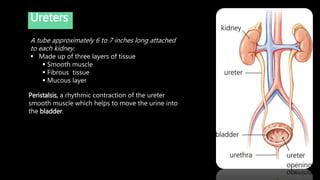 Ureters
Peristalsis, a rhythmic contraction of the ureter
smooth muscle which helps to move the urine into
the bladder.
A tube approximately 6 to 7 inches long attached
to each kidney.
 Made up of three layers of tissue
 Smooth muscle
 Fibrous tissue
 Mucous layer
 