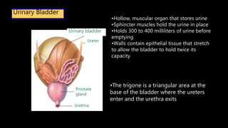 Urinary Bladder
•Hollow, muscular organ that stores urine
•Sphincter muscles hold the urine in place
•Holds 300 to 400 milliliters of urine before
emptying
•Walls contain epithelial tissue that stretch
to allow the bladder to hold twice its
capacity
Urethra
Prostate
gland
Ureter
Urinary bladder
•The trigone is a triangular area at the
base of the bladder where the ureters
enter and the urethra exits
 