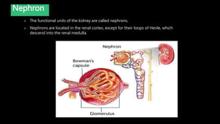  The functional units of the kidney are called nephrons.
 Nephrons are located in the renal cortex, except for their loops of Henle, which
descend into the renal medulla.
Nephron
 