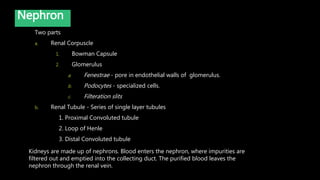 Two parts
a. Renal Corpuscle
1. Bowman Capsule
2. Glomerulus
a. Fenestrae - pore in endothelial walls of glomerulus.
b. Podocytes - specialized cells.
c. Filteration slits
b. Renal Tubule - Series of single layer tubules
1. Proximal Convoluted tubule
2. Loop of Henle
3. Distal Convoluted tubule
Nephron
Kidneys are made up of nephrons. Blood enters the nephron, where impurities are
filtered out and emptied into the collecting duct. The purified blood leaves the
nephron through the renal vein.
 