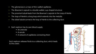  The glomerulus is a mass of thin-walled capillaries.
 The Bowman’s capsule is a double-walled, cup-shaped structure.
 The proximal tubule leads from the Bowman’s capsule to the Loop of Henle.
 The loop of Henle is a long loop which extends into the medulla.
 The distal tubule connects the loop of Henle to the collecting duct.
 Each nephron has its own blood supply:
 An arteriole
 A venule
 A network of capillaries connecting them
Each nephron releases fluids to a collecting duct, which leads
to the ureter.
 