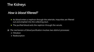 The Kidneys
 As blood enters a nephron through the arteriole, impurities are filtered
out and emptied into the collecting duct.
 The purified blood exits the nephron through the venule.
How is blood filtered?
 The mechanism of blood purification involves two distinct processes:
 Filtration
 Reabsorption
 