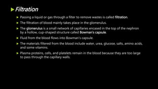 Filtration
 Passing a liquid or gas through a filter to remove wastes is called filtration.
 The filtration of blood mainly takes place in the glomerulus.
 The glomerulus is a small network of capillaries encased in the top of the nephron
by a hollow, cup-shaped structure called Bowman's capsule.
 Fluid from the blood flows into Bowman’s capsule.
 The materials filtered from the blood include water, urea, glucose, salts, amino acids,
and some vitamins.
 Plasma proteins, cells, and platelets remain in the blood because they are too large
to pass through the capillary walls.
 