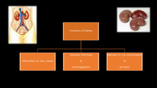 Functions of Kidney
Elimination on nitro. waste
Maintain H2O level
ie.
osmoregulation
Maintain H+ ion concentration
ie
iso-tonic
 