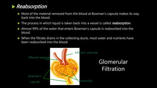 Reabsorption
 Most of the material removed from the blood at Bowman's capsule makes its way
back into the blood.
 The process in which liquid is taken back into a vessel is called reabsorption.
 Almost 99% of the water that enters Bowman’s capsule is reabsorbed into the
blood.
 When the filtrate drains in the collecting ducts, most water and nutrients have
been reabsorbed into the blood.
Glomerulus
Afferent arteriole
Efferent arteriole
Bowman’s
capsule
Glomerular
Filtration
 