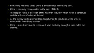  Remaining material, called urine, is emptied into a collecting duct.
 Urine is primarily concentrated in the loop of Henle.
 The loop of Henle is a section of the nephron tubule in which water is conserved
and the volume of urine minimized.
 As the kidney works, purified blood is returned to circulation while urine is
collected in the urinary bladder.
 Urine is stored here until it is released from the body through a tube called the
urethra.
 