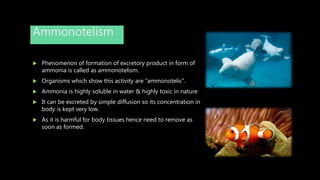 Ammonotelism
 Phenomenon of formation of excretory product in form of
ammonia is called as ammonotelism.
 Organisms which show this activity are “ammonotelic”.
 Ammonia is highly soluble in water & highly toxic in nature
 It can be excreted by simple diffusion so its concentration in
body is kept very low.
 As it is harmful for body tissues hence need to remove as
soon as formed.
 