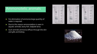 Ammonotelic animals
 For elimination of ammonia large quantity of
water is required.
 Due to this reason ammonotelism is seen in
aquatic animals, bony fish, tadpole larva.
 Such animals ammonia diffuse through the skin
and gills and kidney.
 