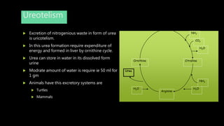 Ureotelism
 Excretion of nitrogenious waste in form of urea
is uricotelism.
 In this urea formation require expenditure of
energy and formed in liver by ornithine cycle.
 Urea can store in water in its dissolved form
urine
 Modrate amount of water is require ie 50 ml for
1 gm
 Animals have this excretory systems are
 Turtles
 Mammals
Ornithine Citralline
Arginine
NH3
CO2
H2O
NH3
H2O
Urea
H2O
 