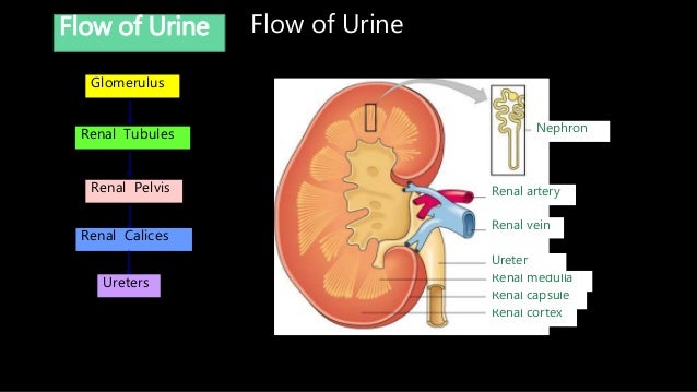 Excretion & osmoregulation.