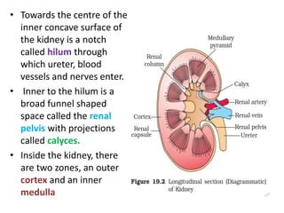 • Towards the centre of the
inner concave surface of
the kidney is a notch
called hilum through
which ureter, blood
vessels and nerves enter.
• Inner to the hilum is a
broad funnel shaped
space called the renal
pelvis with projections
called calyces.
• Inside the kidney, there
are two zones, an outer
cortex and an inner
medulla
 