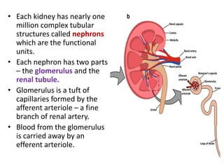 • Each kidney has nearly one
million complex tubular
structures called nephrons
which are the functional
units.
• Each nephron has two parts
– the glomerulus and the
renal tubule.
• Glomerulus is a tuft of
capillaries formed by the
afferent arteriole – a fine
branch of renal artery.
• Blood from the glomerulus
is carried away by an
efferent arteriole.
 