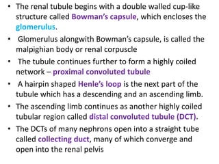 • The renal tubule begins with a double walled cup-like
structure called Bowman’s capsule, which encloses the
glomerulus.
• Glomerulus alongwith Bowman’s capsule, is called the
malpighian body or renal corpuscle
• The tubule continues further to form a highly coiled
network – proximal convoluted tubule
• A hairpin shaped Henle’s loop is the next part of the
tubule which has a descending and an ascending limb.
• The ascending limb continues as another highly coiled
tubular region called distal convoluted tubule (DCT).
• The DCTs of many nephrons open into a straight tube
called collecting duct, many of which converge and
open into the renal pelvis
 