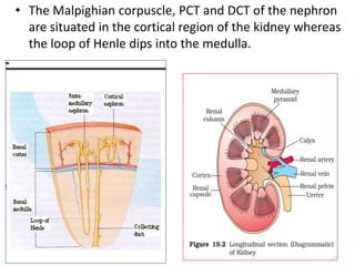• The Malpighian corpuscle, PCT and DCT of the nephron
are situated in the cortical region of the kidney whereas
the loop of Henle dips into the medulla.
 