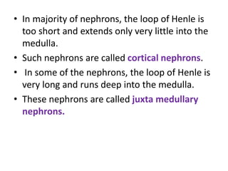 • In majority of nephrons, the loop of Henle is
too short and extends only very little into the
medulla.
• Such nephrons are called cortical nephrons.
• In some of the nephrons, the loop of Henle is
very long and runs deep into the medulla.
• These nephrons are called juxta medullary
nephrons.
 