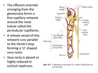 • The efferent arteriole
emerging from the
glomerulus forms a
fine capillary network
around the renal
tubule called the
peritubular capillaries.
• A minute vessel of this
network runs parallel
to the Henle’s loop
forming a ‘U’ shaped
vasa recta.
• Vasa recta is absent or
highly reduced in
cortical nephrons.
 
