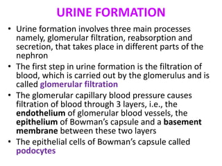 URINE FORMATION
• Urine formation involves three main processes
namely, glomerular filtration, reabsorption and
secretion, that takes place in different parts of the
nephron
• The first step in urine formation is the filtration of
blood, which is carried out by the glomerulus and is
called glomerular filtration
• The glomerular capillary blood pressure causes
filtration of blood through 3 layers, i.e., the
endothelium of glomerular blood vessels, the
epithelium of Bowman’s capsule and a basement
membrane between these two layers
• The epithelial cells of Bowman’s capsule called
podocytes
 