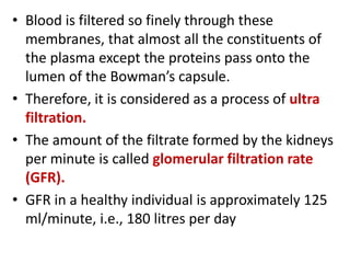 • Blood is filtered so finely through these
membranes, that almost all the constituents of
the plasma except the proteins pass onto the
lumen of the Bowman’s capsule.
• Therefore, it is considered as a process of ultra
filtration.
• The amount of the filtrate formed by the kidneys
per minute is called glomerular filtration rate
(GFR).
• GFR in a healthy individual is approximately 125
ml/minute, i.e., 180 litres per day
 
