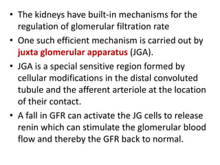 • The kidneys have built-in mechanisms for the
regulation of glomerular filtration rate
• One such efficient mechanism is carried out by
juxta glomerular apparatus (JGA).
• JGA is a special sensitive region formed by
cellular modifications in the distal convoluted
tubule and the afferent arteriole at the location
of their contact.
• A fall in GFR can activate the JG cells to release
renin which can stimulate the glomerular blood
flow and thereby the GFR back to normal.
 