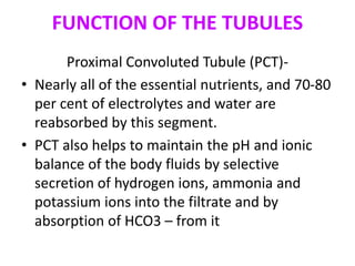 FUNCTION OF THE TUBULES
Proximal Convoluted Tubule (PCT)-
• Nearly all of the essential nutrients, and 70-80
per cent of electrolytes and water are
reabsorbed by this segment.
• PCT also helps to maintain the pH and ionic
balance of the body fluids by selective
secretion of hydrogen ions, ammonia and
potassium ions into the filtrate and by
absorption of HCO3 – from it
 