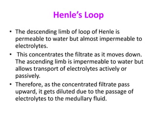 Henle’s Loop
• The descending limb of loop of Henle is
permeable to water but almost impermeable to
electrolytes.
• This concentrates the filtrate as it moves down.
The ascending limb is impermeable to water but
allows transport of electrolytes actively or
passively.
• Therefore, as the concentrated filtrate pass
upward, it gets diluted due to the passage of
electrolytes to the medullary fluid.
 