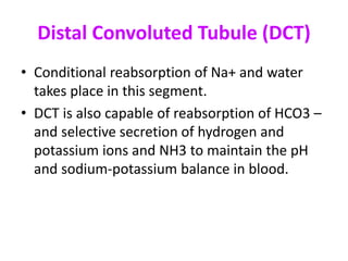 Distal Convoluted Tubule (DCT)
• Conditional reabsorption of Na+ and water
takes place in this segment.
• DCT is also capable of reabsorption of HCO3 –
and selective secretion of hydrogen and
potassium ions and NH3 to maintain the pH
and sodium-potassium balance in blood.
 