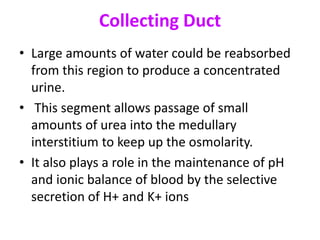 Collecting Duct
• Large amounts of water could be reabsorbed
from this region to produce a concentrated
urine.
• This segment allows passage of small
amounts of urea into the medullary
interstitium to keep up the osmolarity.
• It also plays a role in the maintenance of pH
and ionic balance of blood by the selective
secretion of H+ and K+ ions
 