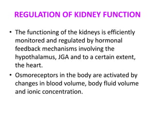 REGULATION OF KIDNEY FUNCTION
• The functioning of the kidneys is efficiently
monitored and regulated by hormonal
feedback mechanisms involving the
hypothalamus, JGA and to a certain extent,
the heart.
• Osmoreceptors in the body are activated by
changes in blood volume, body fluid volume
and ionic concentration.
 